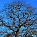 Tree and Blue Sky by mattjcuk