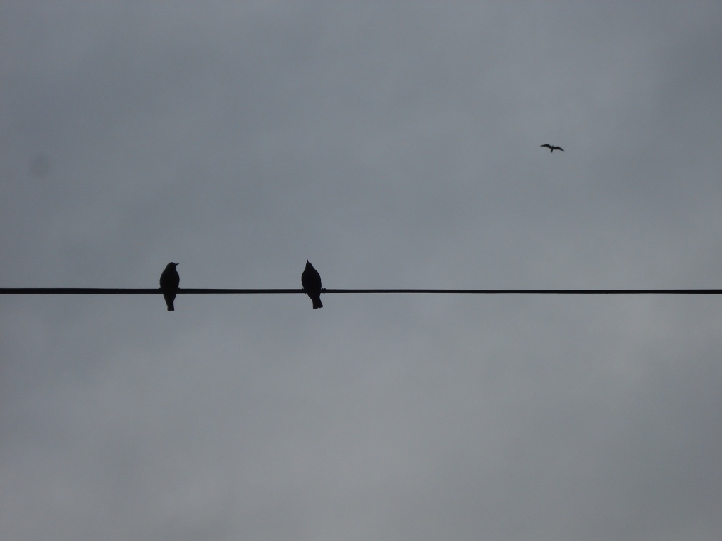 Birds on a wire by overalvandaan