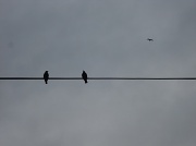 6th Jan 2012 - Birds on a wire