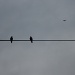 Birds on a wire by overalvandaan