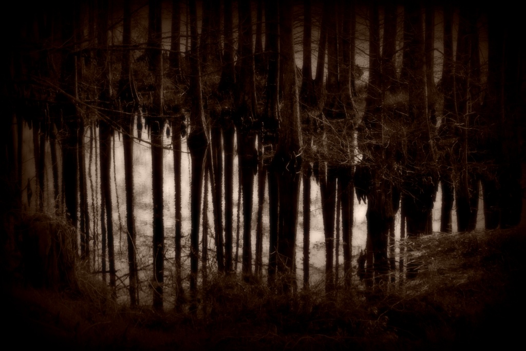 Moonlight-The Pond by grammyn