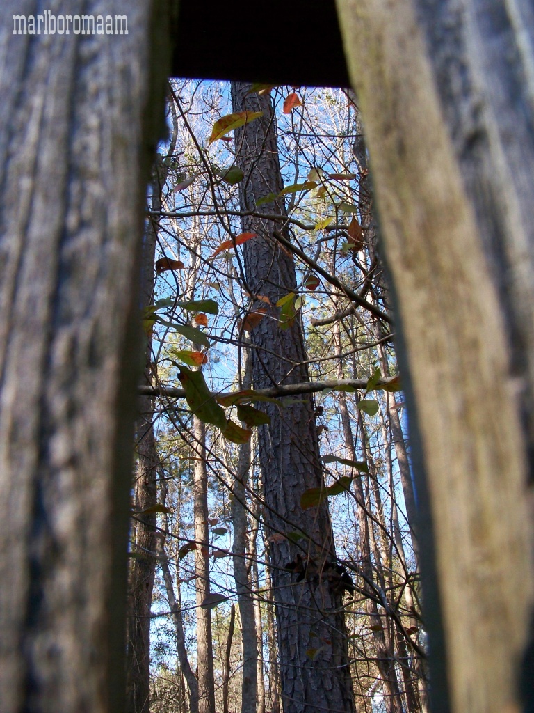 A view through the crack in my fence... SOOC by marlboromaam
