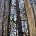 A view through the crack in my fence... SOOC by marlboromaam