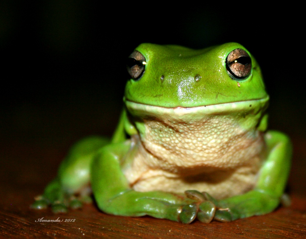 Thoughtful Frog by corymbia