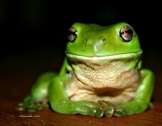7th Jan 2012 - Thoughtful Frog