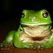 Thoughtful Frog by corymbia