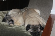 5th Jan 2012 - Wiped Out Pugs