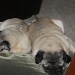Wiped Out Pugs by stcyr1up