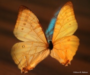 6th Jan 2012 - Butterfly Still Life