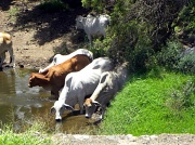 28th Dec 2011 - Brahman Cattle...