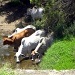 Brahman Cattle... by ubobohobo