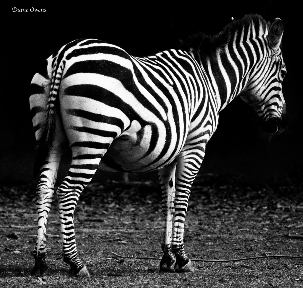 I asked the zebra... by eudora