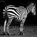 I asked the zebra... by eudora