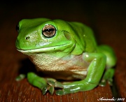 8th Jan 2012 - Floyd the frog