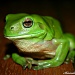 Floyd the frog by corymbia
