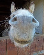 7th Jan 2012 - Good Morning! (donkey smile)