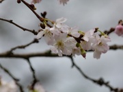 7th Jan 2012 - Spring Blossom in January?