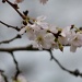 Spring Blossom in January? by rosiekind