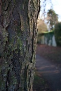 7th Jan 2012 - Arboreal textures