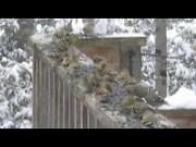 7th Jan 2012 - American Goldfinches