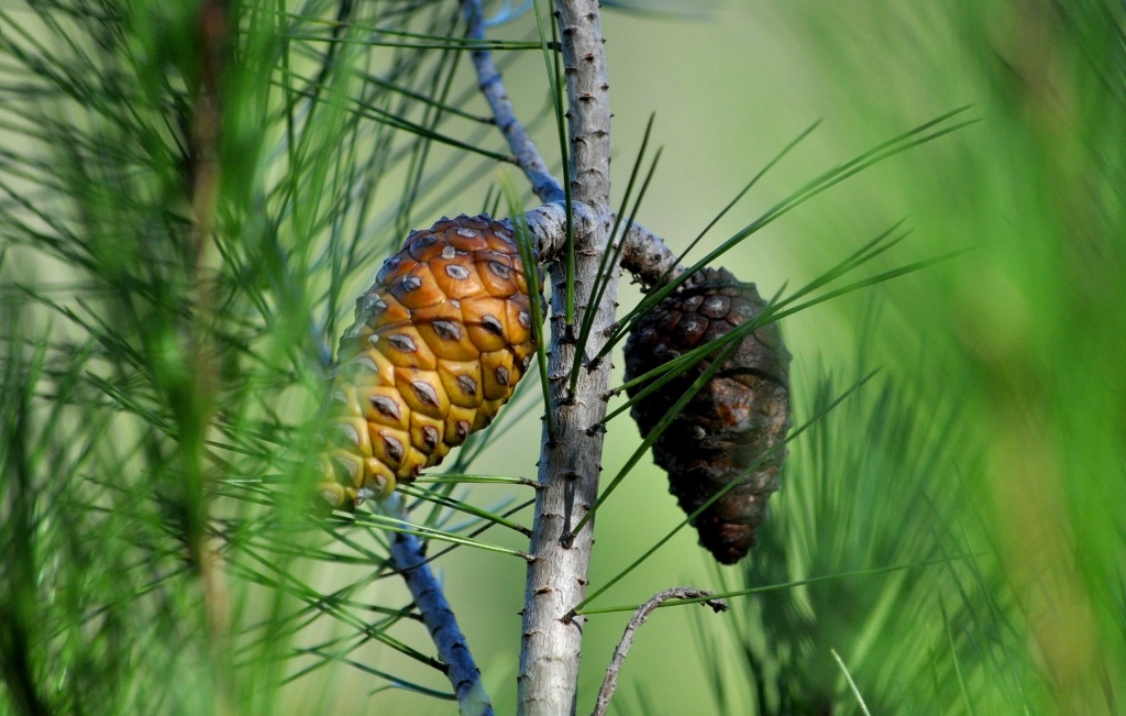 Pine cones by philbacon