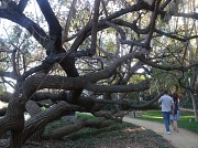 6th Jan 2012 - Tree