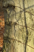 7th Jan 2012 - Wire-eating Tree