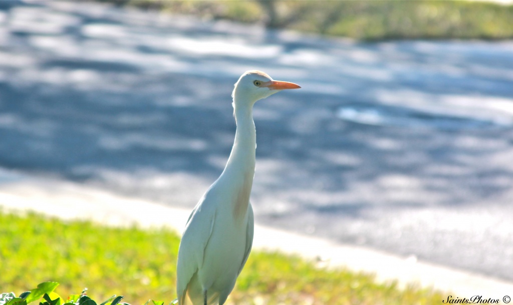 Cattle Egret by stcyr1up