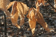 7th Jan 2012 - Beech Leaves