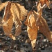 Beech Leaves by falcon11