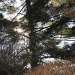 IMG_0345 - Backyard Trees at Noon by northy