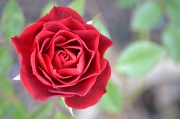 7th Jan 2012 - Red Rose....in January?