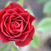 Red Rose....in January? by nix