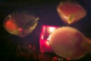 6th Jan 2012 - Martini Blur