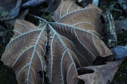 7th Jan 2012 - Dead leaf