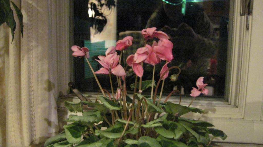 Blooming cyclamen by kchuk