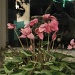 Blooming cyclamen by kchuk
