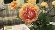 18th Dec 2011 - Rose