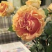 Rose by kchuk