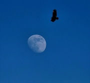 8th Jan 2012 - Fly me to the moon