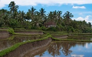23rd Dec 2011 - A House in the Paddyfields