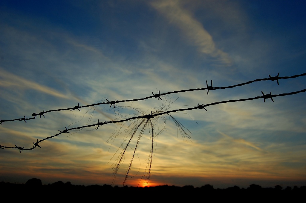 Horse Hair and Wire at Sunset by andycoleborn