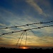Horse Hair and Wire at Sunset by andycoleborn