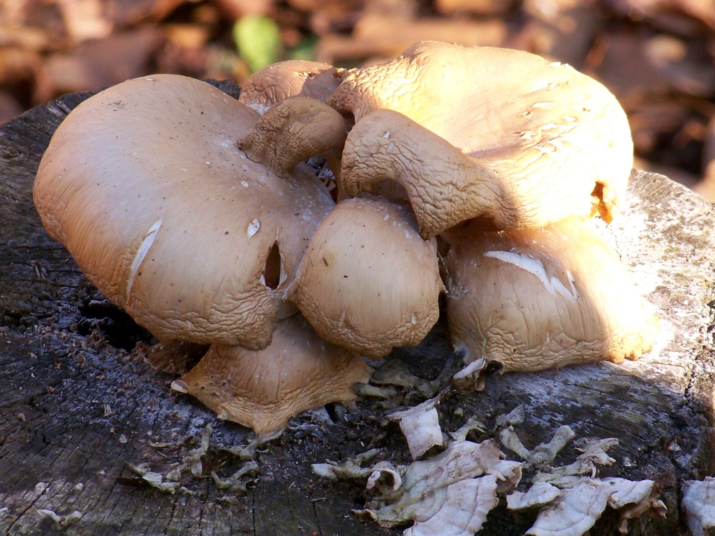 Creepy Figures in the Fungus (filler) by marlboromaam