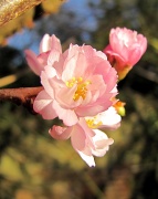 8th Jan 2012 - Early Blossom