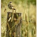 bird on a post by ltodd