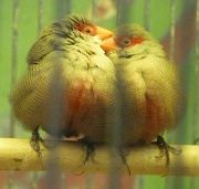 8th Jan 2012 - Love Birds
