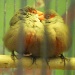 Love Birds by calx