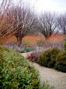 8th Jan 2012 - In the winter garden