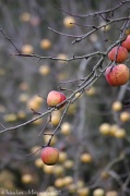 8th Jan 2012 - Sooc apples